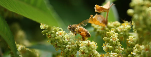 Helpful links about honey and beekeeping.
