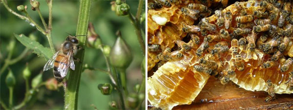 Local Ontario honey products